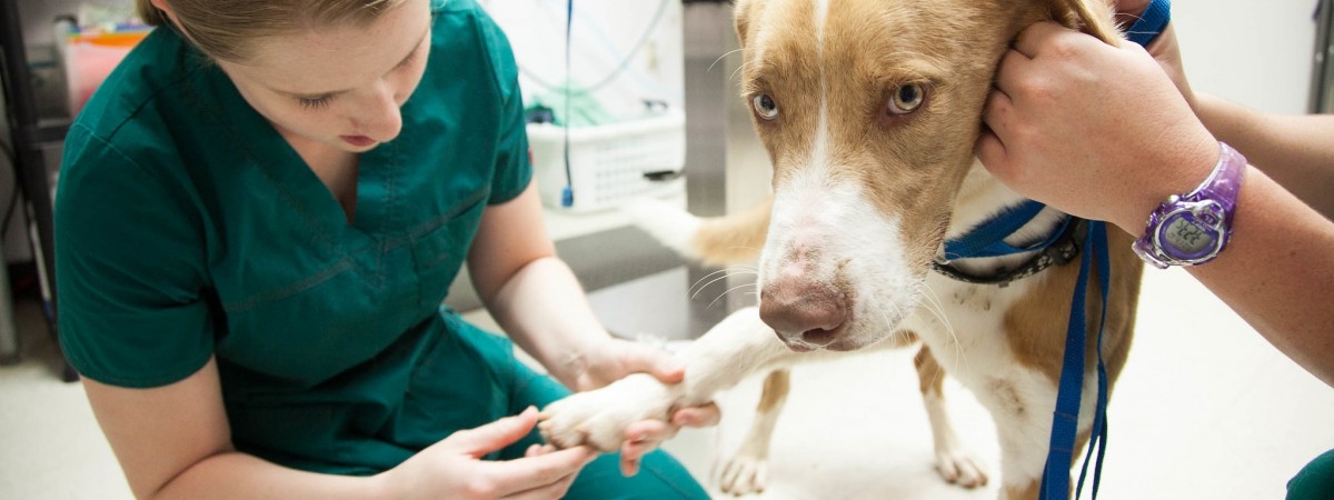 Powstanie pierwszy na świecie rejestr pacjentów dla zwierząt. Będzie norweski