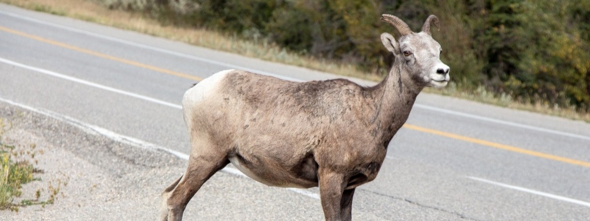 Tysiące zwierząt giną pod kołami aut. O tym musi pamiętać kierowca, gdy dojdzie do wypadku
