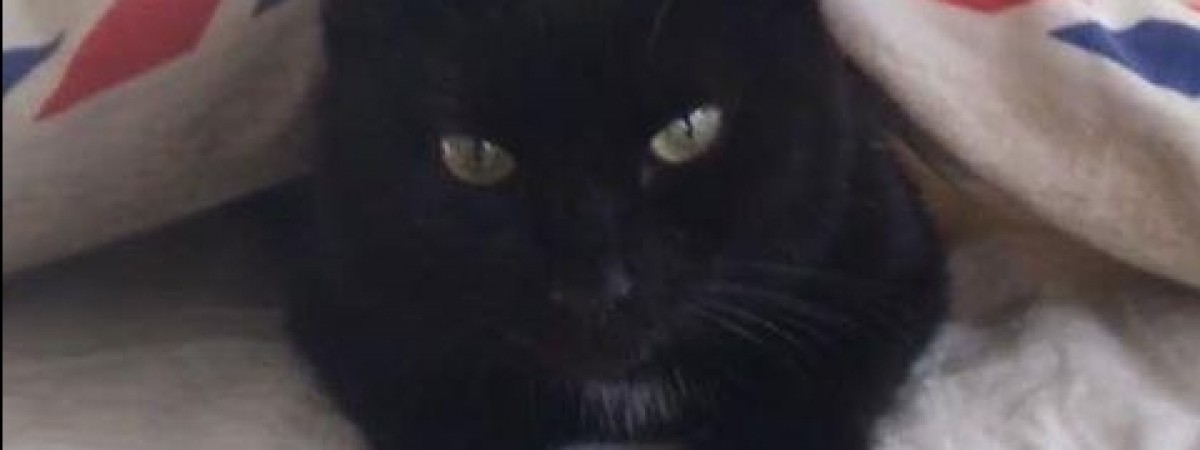 Znalazła się kotka zgubiona podczas lotu do Polski. Ponad tydzień błąkała się przy lotnisku