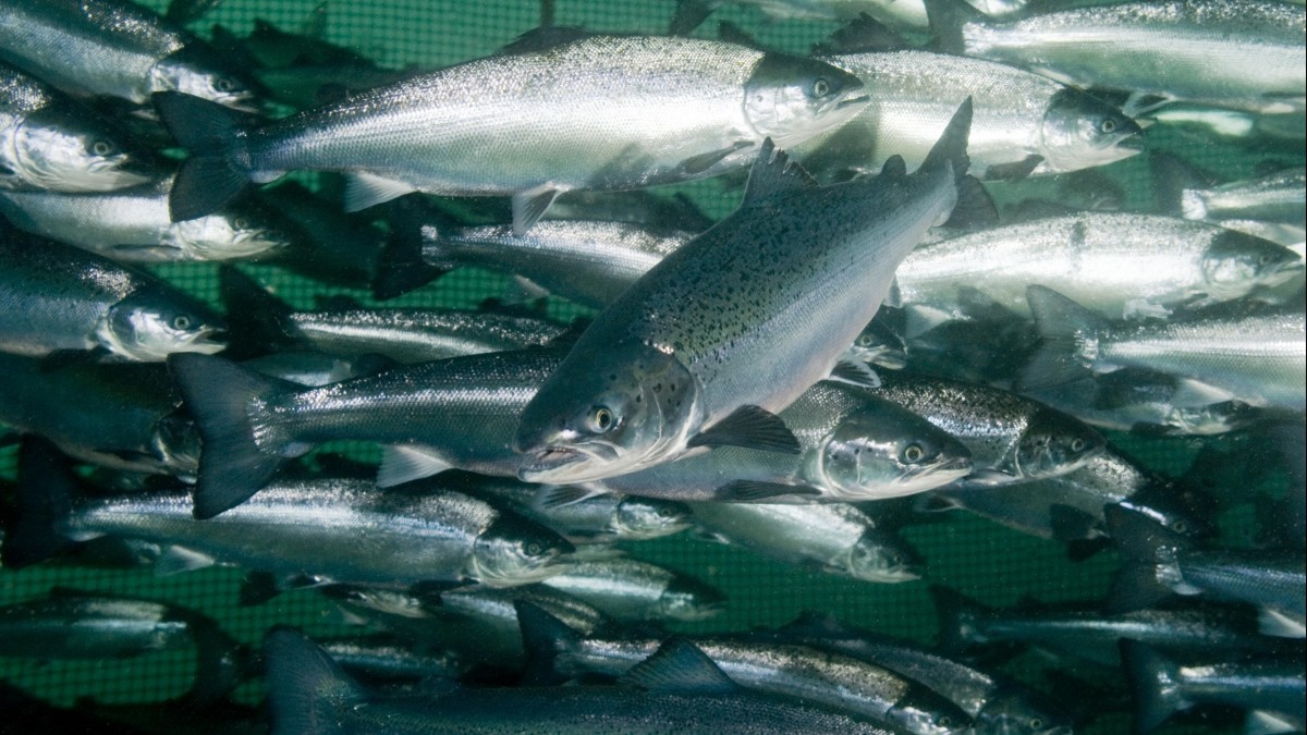 Rząd wynegocjował stawkę podatku łososiowego. To nie koniec dyskusji nad nową opłatą
