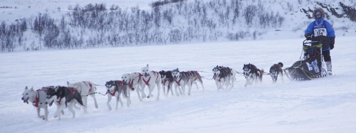 Stuprocentowy polski start na Finnmarksløpet – Biegnący Wilk w ekstremalnym biegu psich zaprzęgów