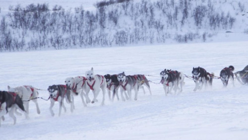 Stuprocentowy polski start na Finnmarksløpet – Biegnący Wilk w ekstremalnym biegu psich zaprzęgów