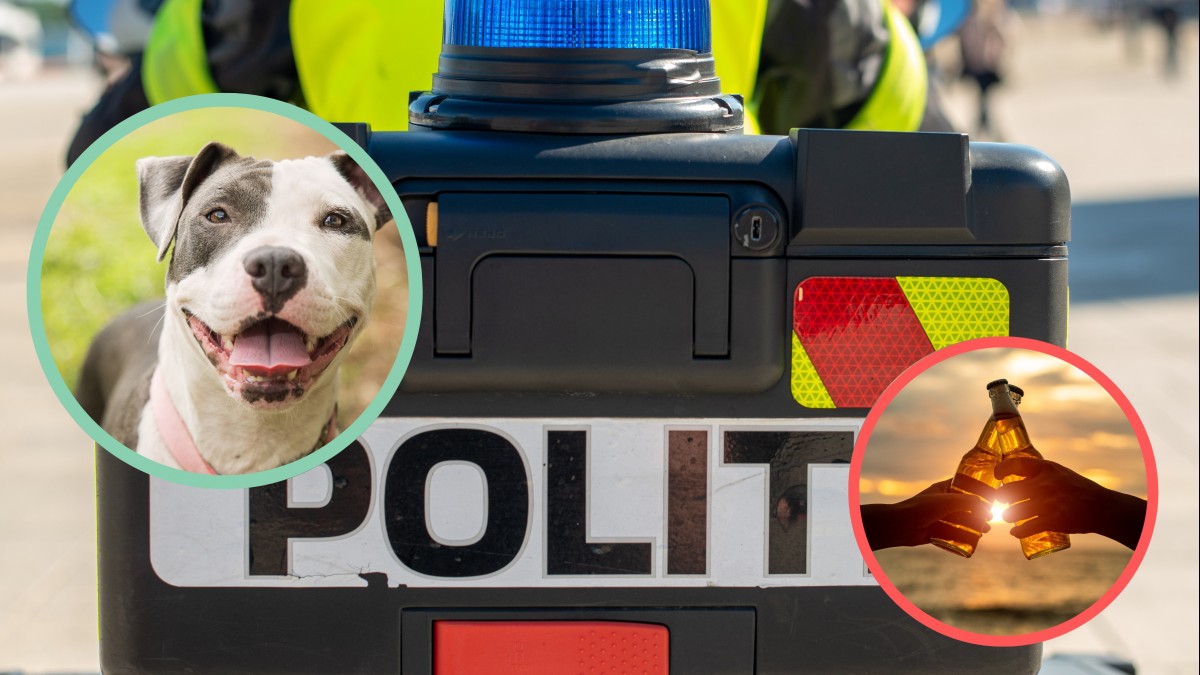 Strój policjanta, pitbulle i piwo w niedzielę: co jeszcze jest nielegalne w Norwegii?