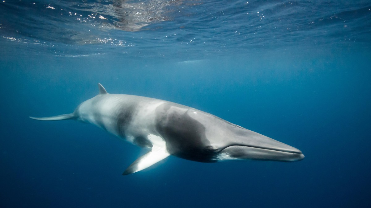 Norwegia dalej poluje na wieloryby. Znamy kwotę połowu na 2022 rok