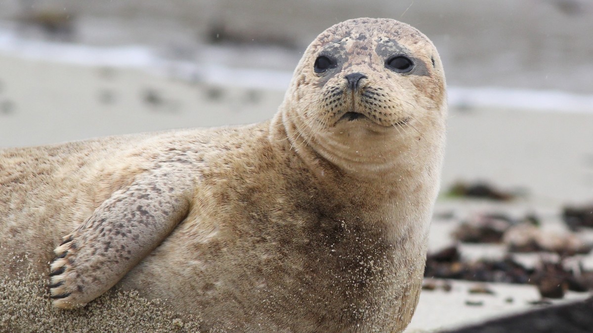 Plastik zalewa rezerwat przyrody. To jedno z najbardziej zaśmieconych miejsc w Norwegii