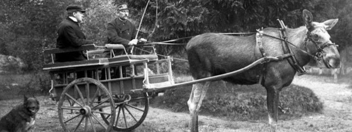 Dostarczanie poczty, wyścigi kłusem: jak Skandynawowie próbowali udomowić łosie