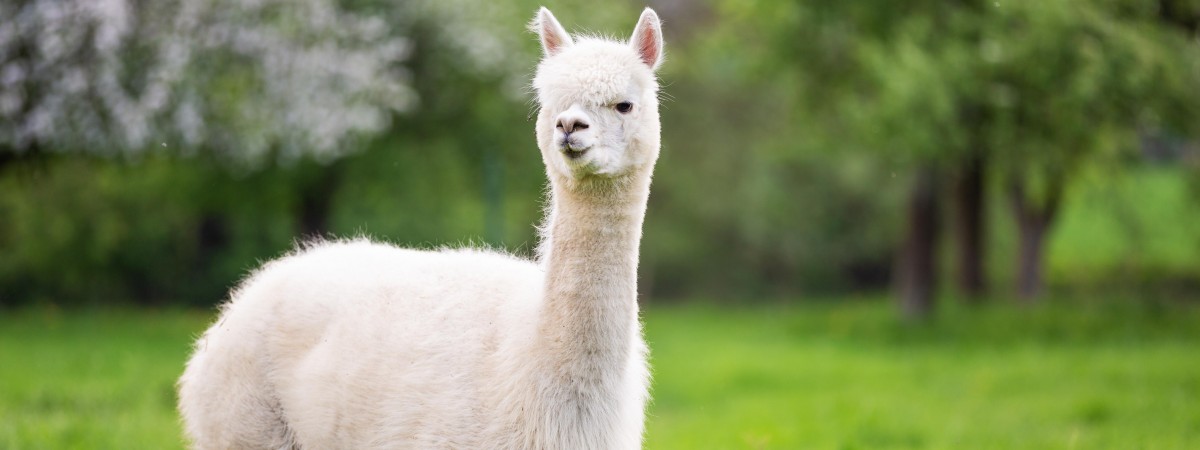 Pierwsza w Norwegii rzeźnia dla alpak. Powstanie tuż obok hodowli