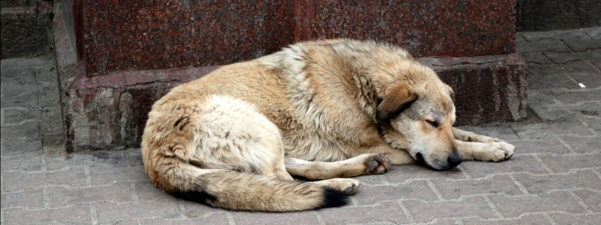 Zmiany w ochronie praw zwierząt. Znęcający się właściciele nie zadecydują już o ich losie