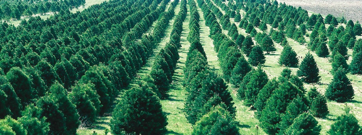 Susza wraca jak bumerang: choinki mogą się stać towarem luksusowym