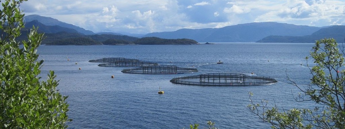 Na ratunek łososiom. Norwegowie zamrażają rybie geny dla potomnych