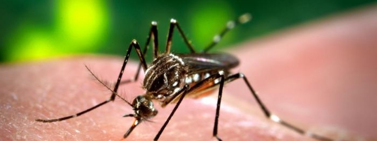 Wirus Zika dotarł do Danii. Pojawi się też w Norwegii?