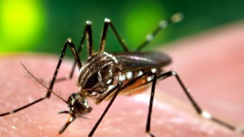 Wirus Zika dotarł do Danii. Pojawi się też w Norwegii?