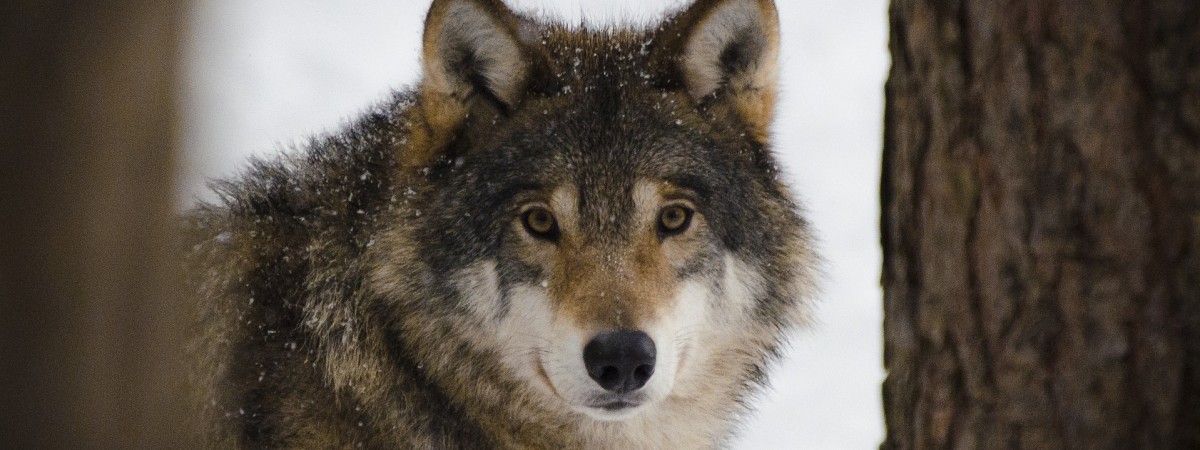 Miarka się przebrała: WWF pozywa Oslo za zabijanie wilków