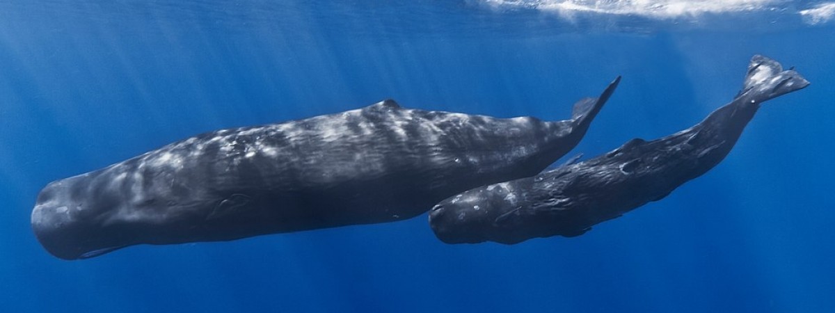 Brak zasad i brawura: „wielorybia turystyka” zagraża zdrowiu morskich ssaków