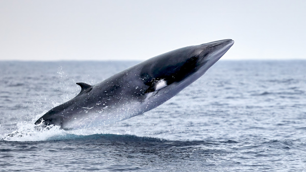 Co słychać pod wodą? Wieloryby w pułapce… norweskich naukowców