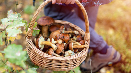 „To jest nasz rok”: grzybiarze w Norwegii już rozpoczęli sezon