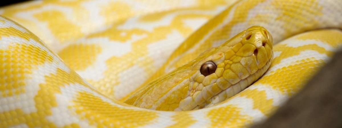 Żywe węże i jaszczurki jako popularne świąteczne prezenty: Norwegię opanowało gadzie szaleństwo