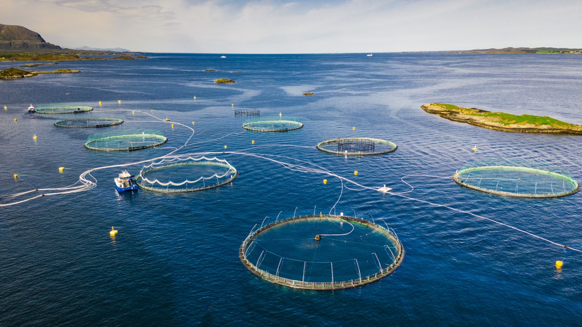 Łosoś z norweskich hodowli rekordowo drogi. Ceny poszybowały w górę przed świętami