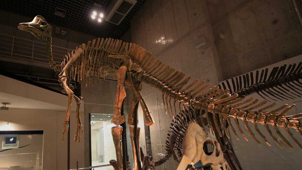 Spędziły pod ziemią 74 miliony lat. Teraz dinozaury są gwiazdami muzeum w Oslo