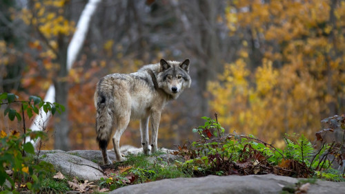 Tej zimy w Norwegii wykryto mniej niż 100 wilków. To pierwszy raz od siedmiu lat