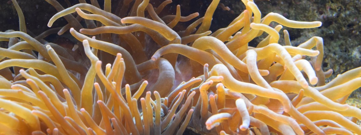 Hordaland: w wodach pojawiły się ukwiały. Powodują oparzenia 