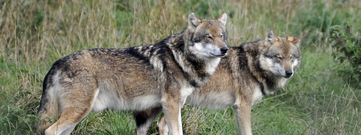 Odstrzał wilków jak bumerang. Chcą je zabijać poza strefą ochrony
