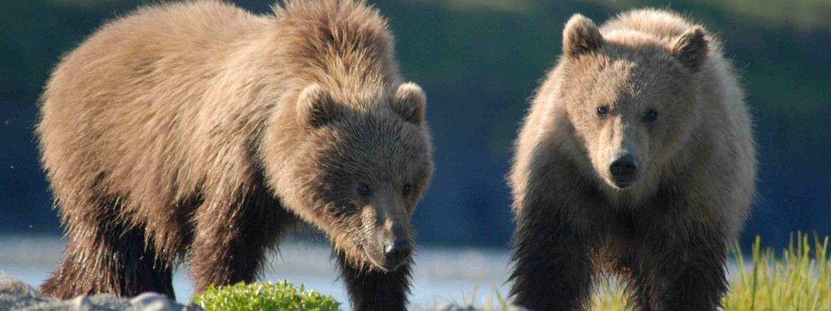 Wielka czwórka zagrożonych zwierząt w Norwegii: niedźwiedzie