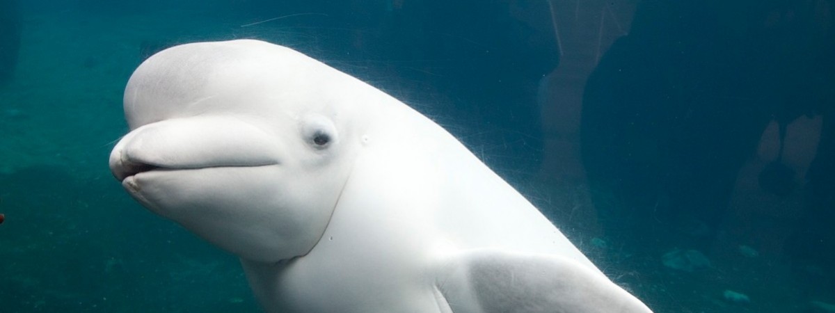 Rosyjski „szpieg” pojawił się nad fiordami. To... biały waleń