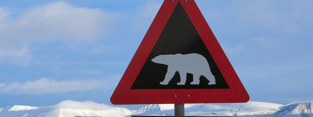 12 tysięcy koron mandatu… za przestraszenie niedźwiedzia polarnego