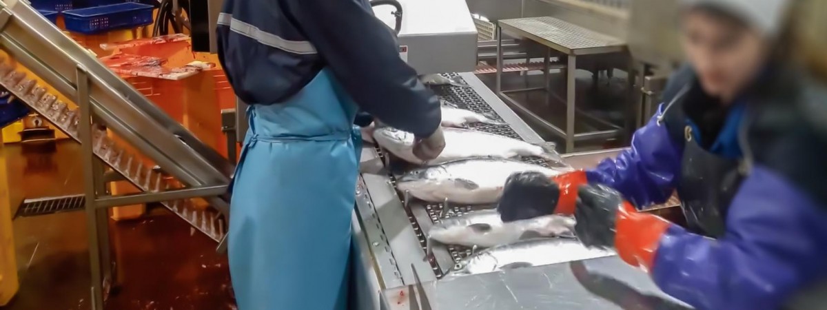 Należeli do związków, więc nie dostali pracy? Rusza proces przeciw firmie z branży łososiowej