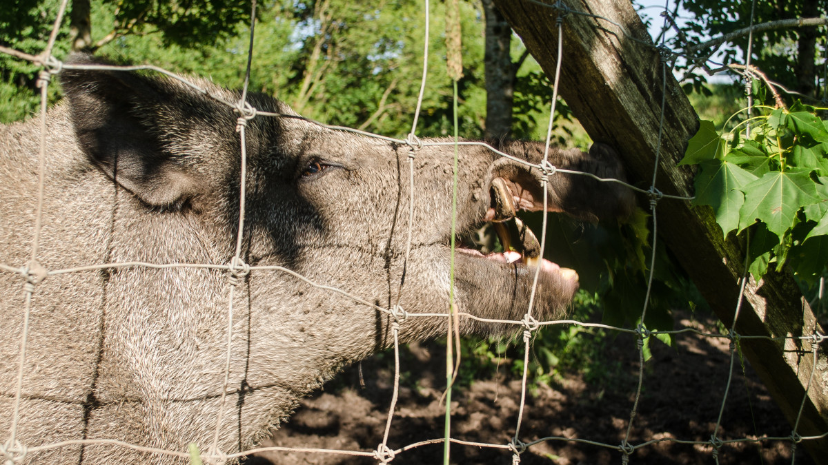 „Dziki” problem w Norwegii. Na granicy ze Szwecją stanie wielki płot
