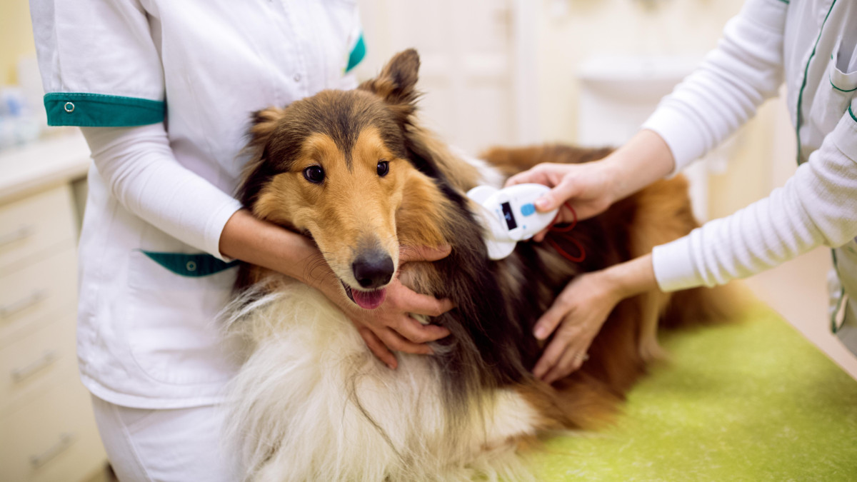 Norwegia bierze się za dobrostan zwierząt. Rząd chce m.in. obowiązkowego czipowania psów