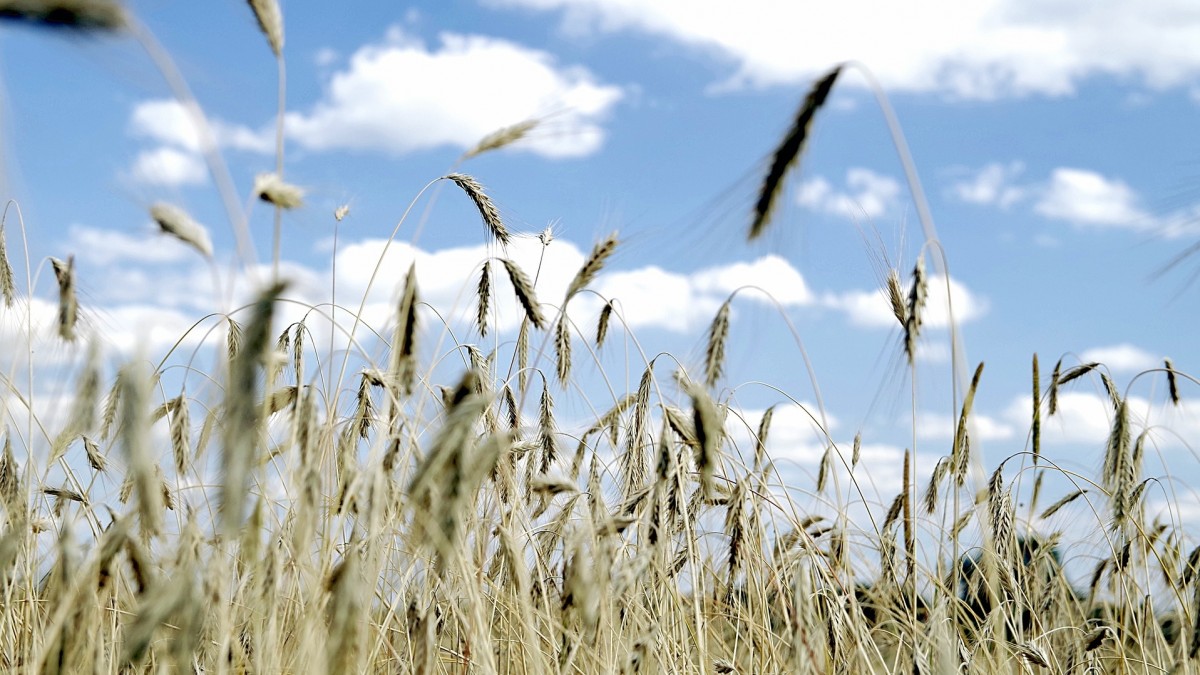 Norwegia pierwszy raz od 20 lat będzie gromadzić zapasy zboża. Boi się wojny, pandemii i zmian klimatu