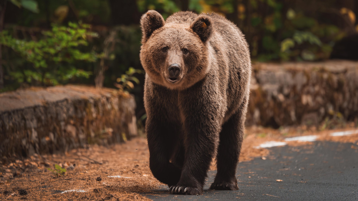 Co dalej z niedźwiedziami w Norwegii? Służby pokazują niepokojące dane