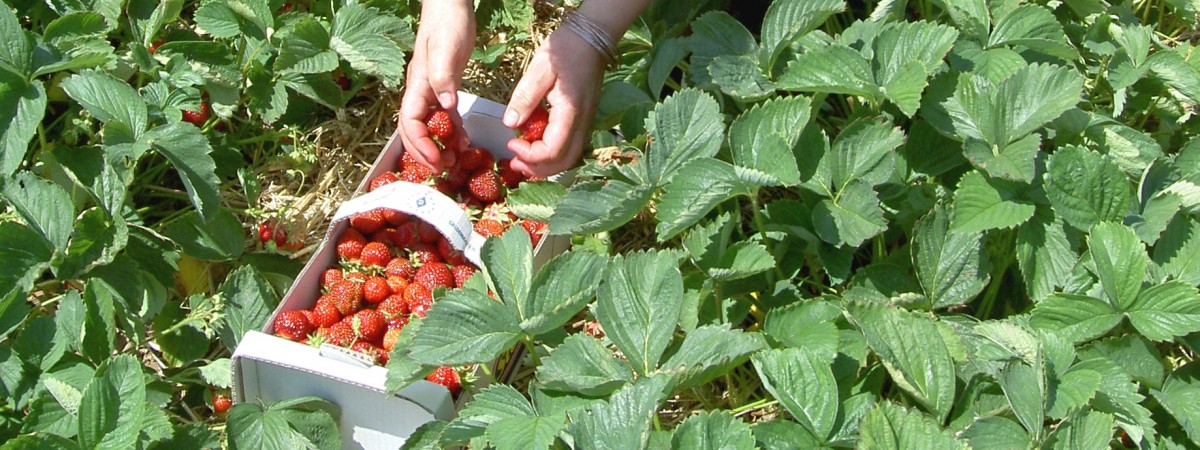 Wyjechać do pracy sezonowej i... nie dać się oszukać. O tych rzeczach musisz wiedzieć