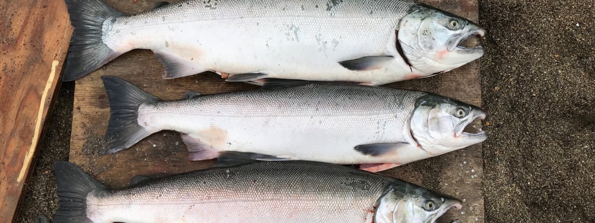 Tysiące ton martwych łososi i 620 milionów straty hodowców z północy. „To jeszcze nie koniec”