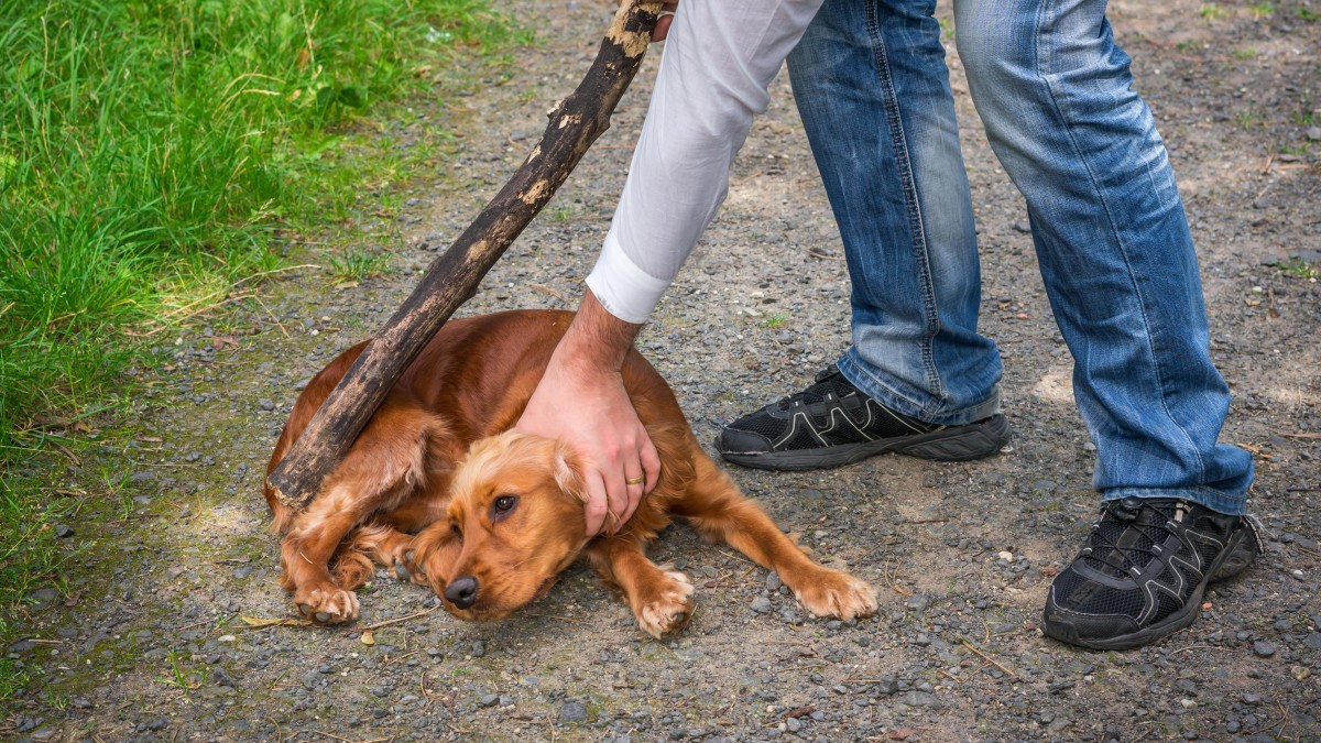 Trzy lata to za mało: chcą wyższych kar za maltretowanie zwierząt w Norwegii