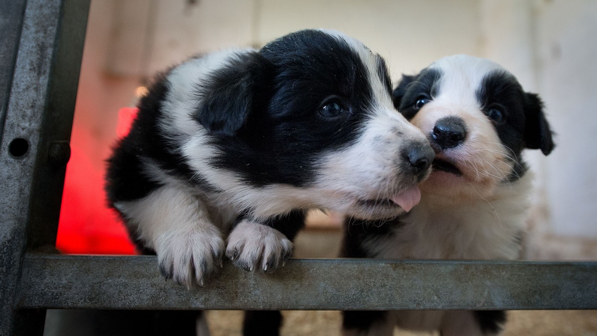 Pies nie dla każdego? Rząd planuje zaostrzenie przepisów