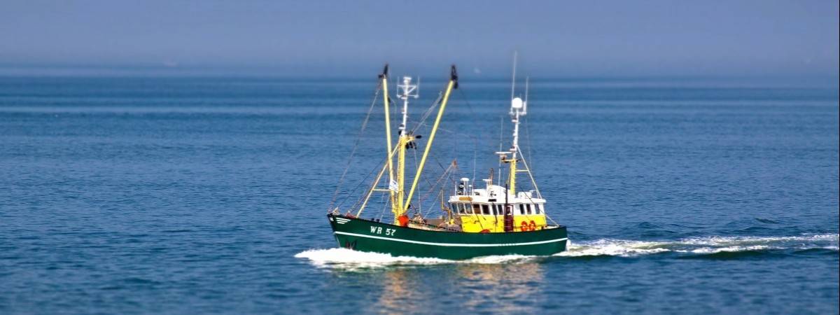 Ta ryba ważyła 55,5 kg: największy dorsz świata złowiony w Finnmarku [ZDJĘCIA]