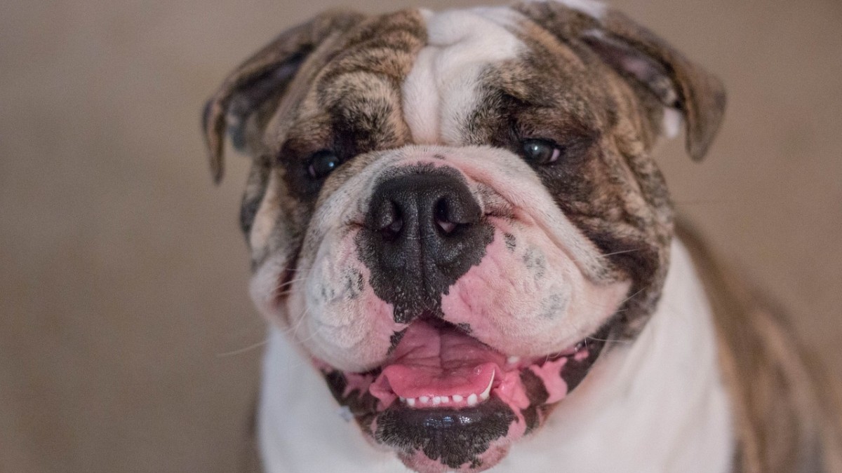 Potężny pitbull i słodki cavalier: te rasy psów nie są mile widziane w Norwegii