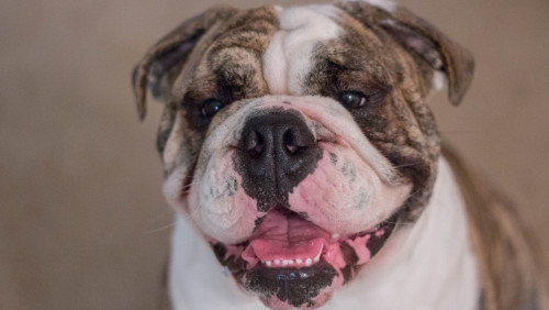 Potężny pitbull i słodki cavalier: te rasy psów nie są mile widziane w Norwegii