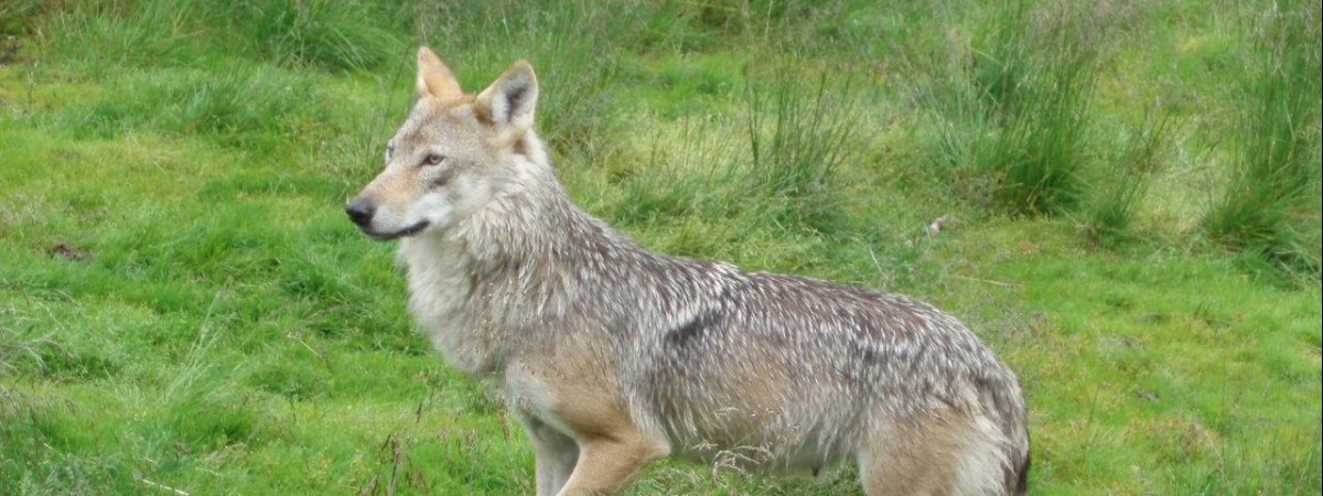 Rolnicy z Oppland odetchnęli z ulgą: zastrzelono wilka, który terroryzował wsie