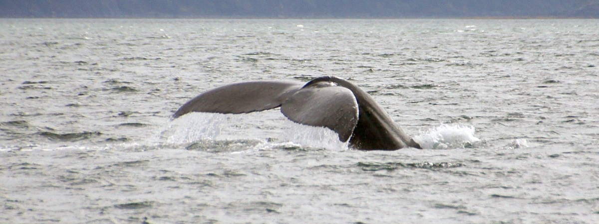 Niecodzienny wypadek: żaglówka zderzyła się z…. wielorybem