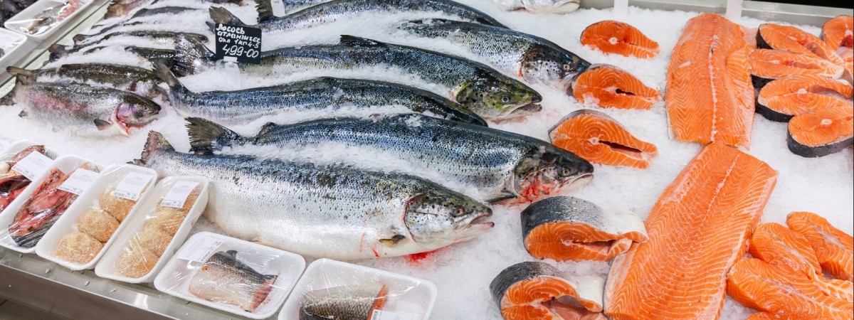 Łososie GMO mają uratować dziką populację. Ludzie będą chcieli je jeść?