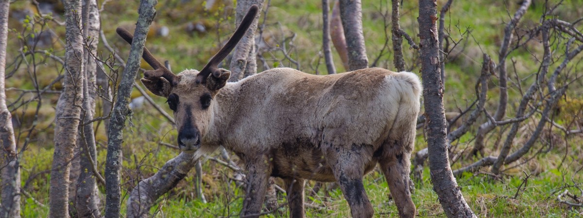 Dziś rozpoczyna się sezon łowiecki. Do odstrzału ponad 2 tys. reniferów 