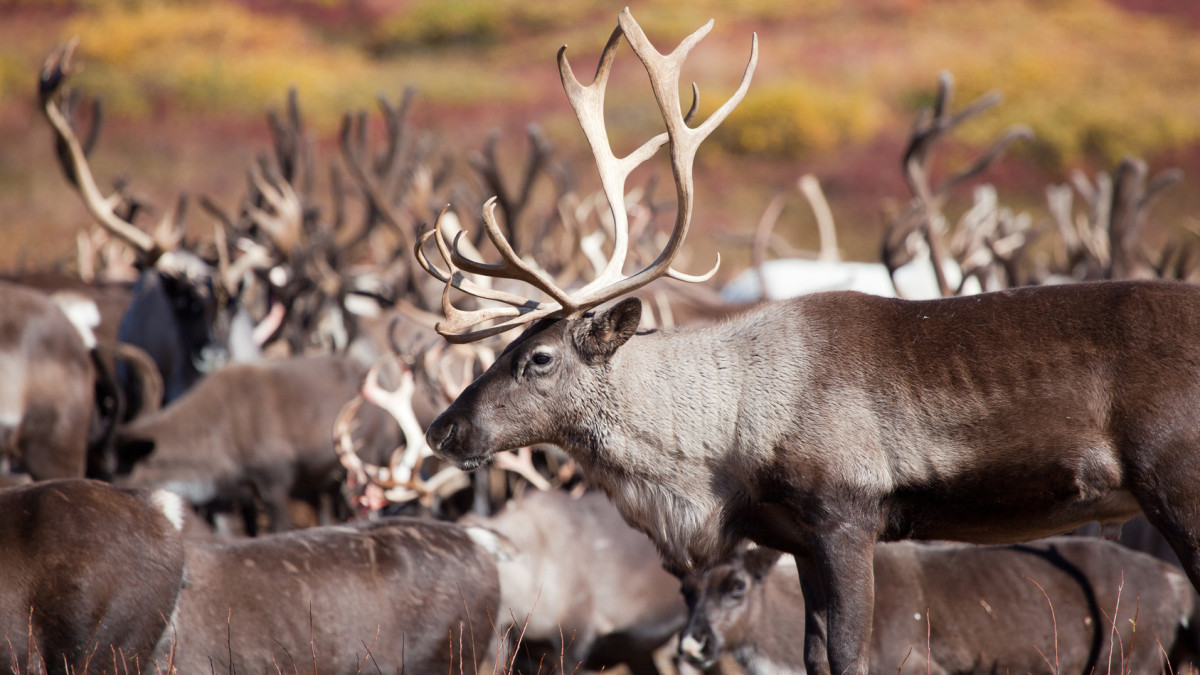 Norwegia testuje "cyfrowego pasterza". To przyszłość hodowli reniferów