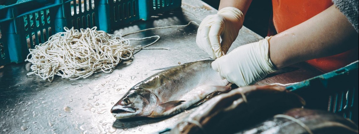 Ryby ważniejsze niż ropa i gaz? To przyszłe paliwo norweskiej ekonomii