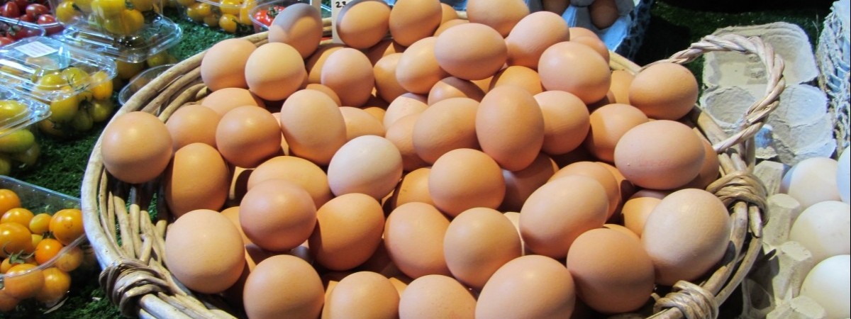 Norwegowie alarmują: salmonella w jajkach z Polski