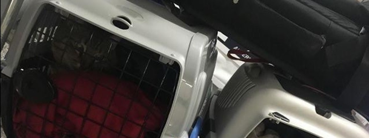 Norwegian zgubił kota pasażerów. Przewoźnik, lotnisko i firma bagażowa nie potrafią pomóc