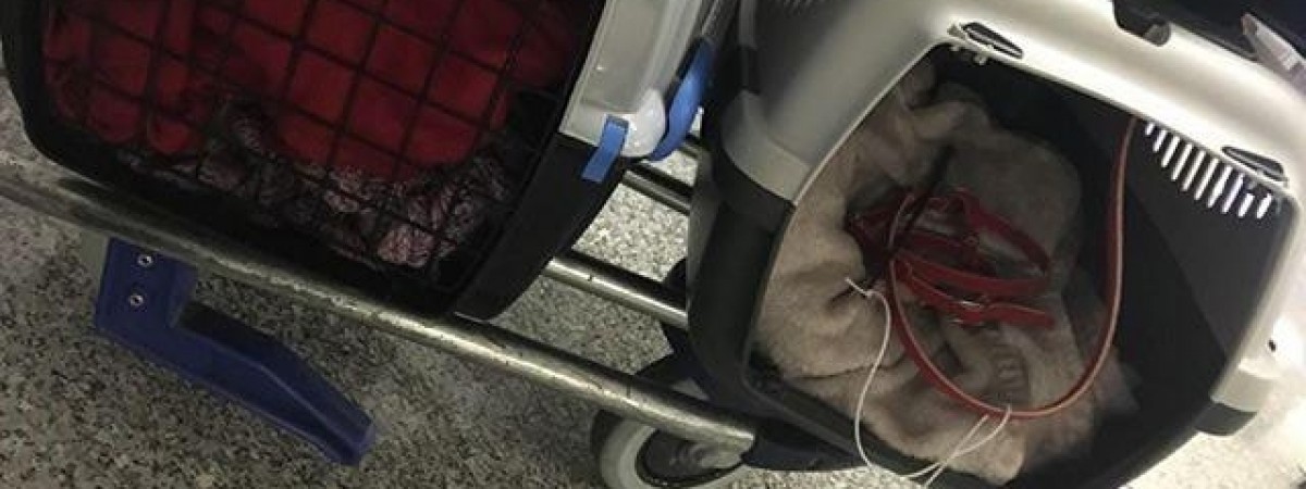 To nie ten kot... Polacy nadal szukają zwierzęcia zagubionego na lotnisku